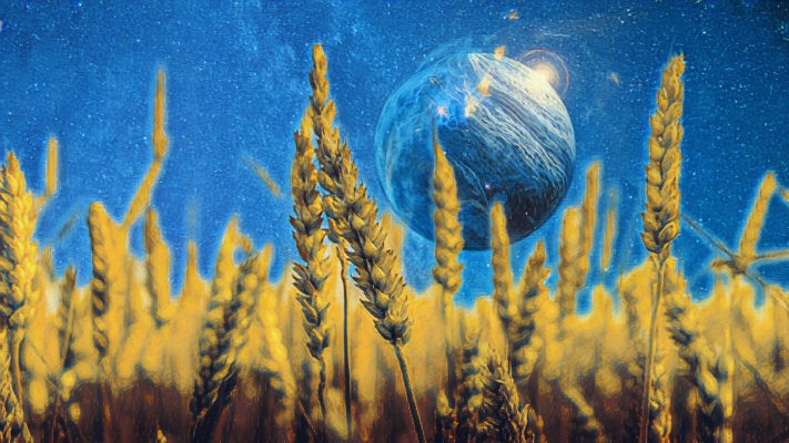 Ergot Fungus and LSD Bread