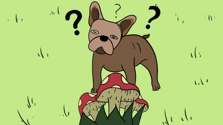 dog-eating-magic-mushrooms
