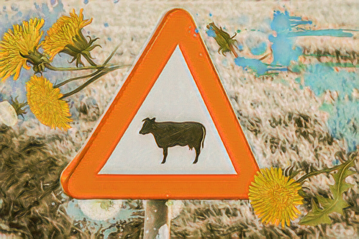 Is LSD Vegan?
